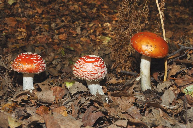 Amanita muscaria