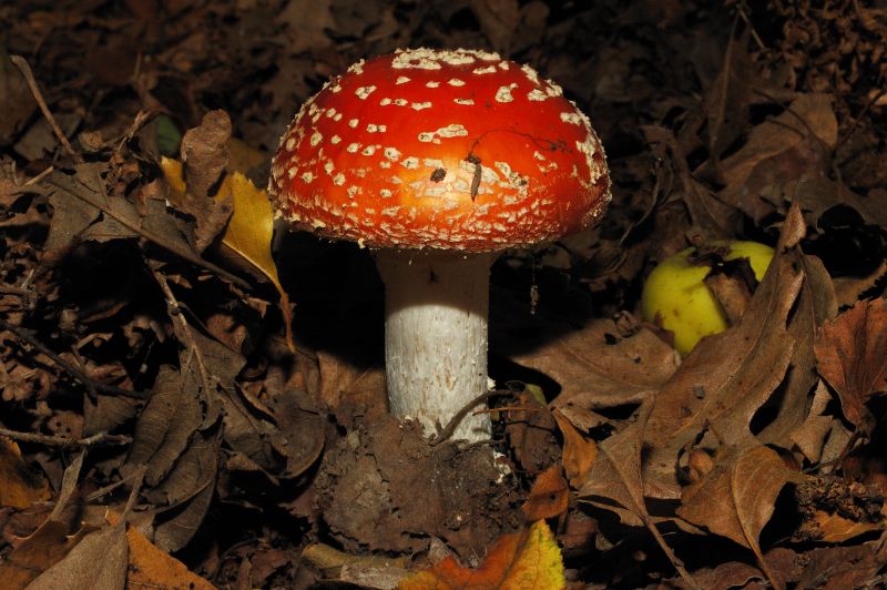 Amanita muscaria