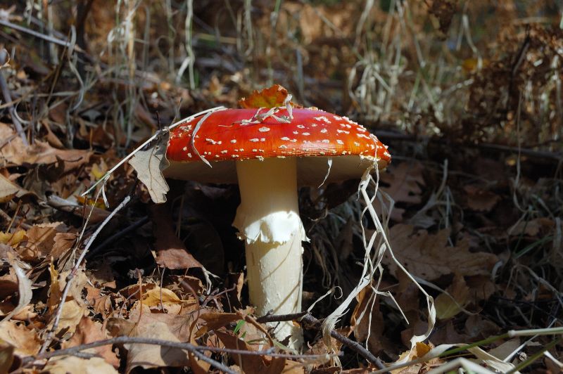 Amanita muscaria