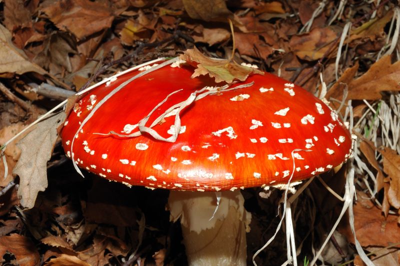 Amanita muscaria