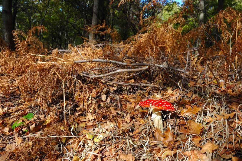 Amanita muscaria