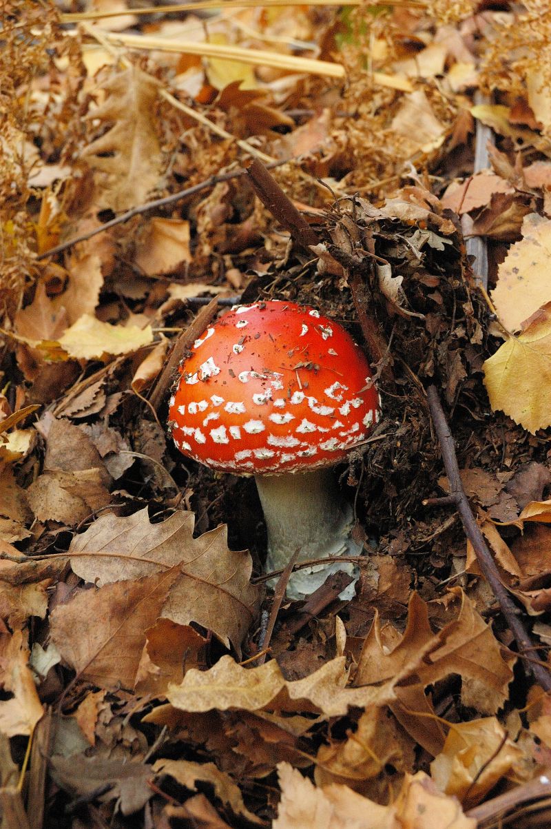 Amanita muscaria