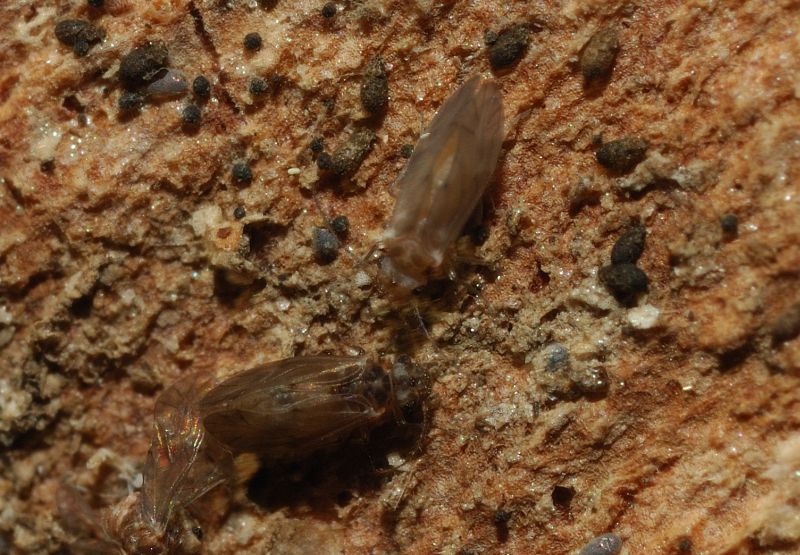 Psocoptera: (Peripsocidae genere Peripsocus?)