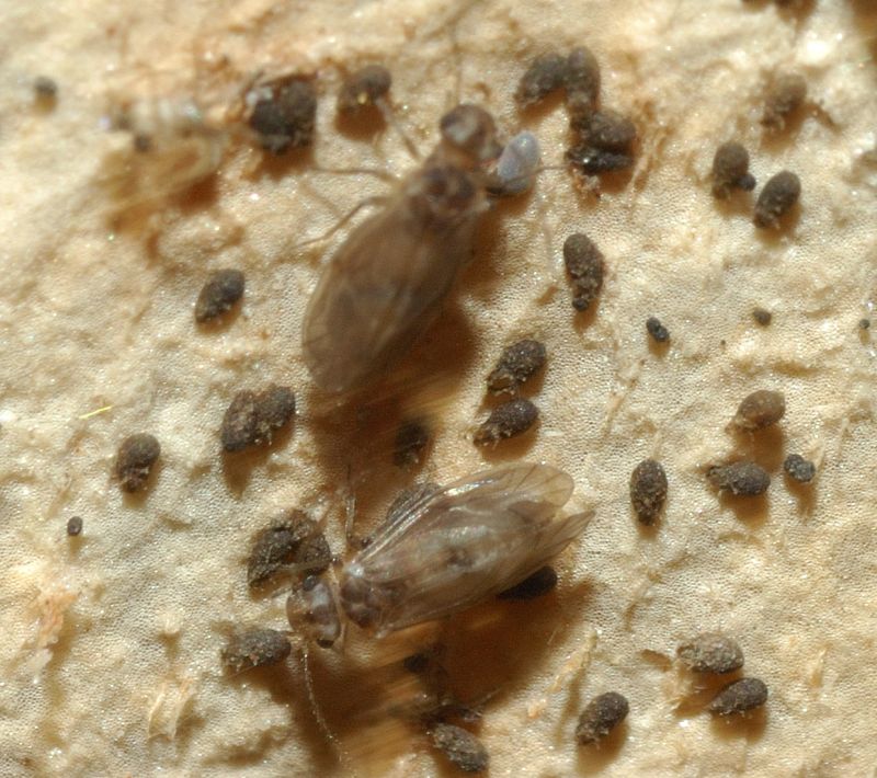 Psocoptera: (Peripsocidae genere Peripsocus?)