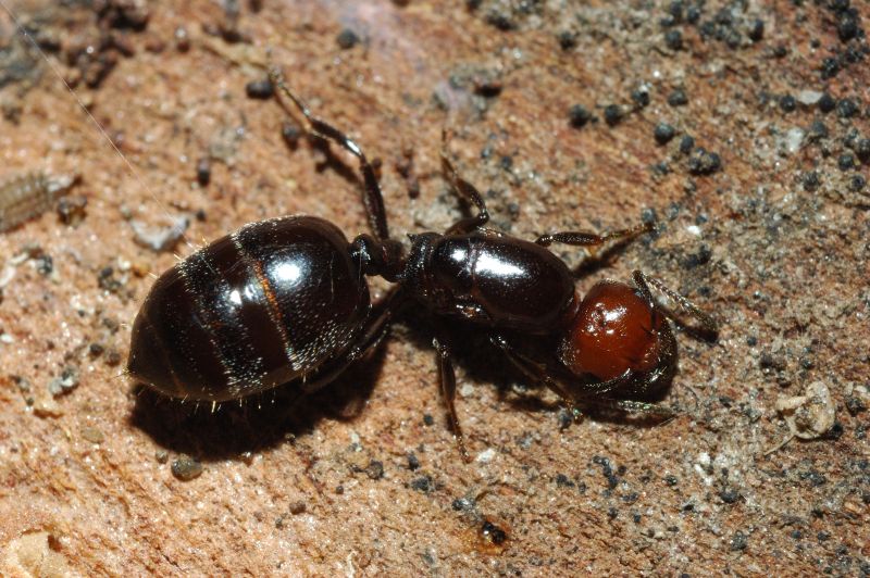 Regina di Crematogaster scutellaris