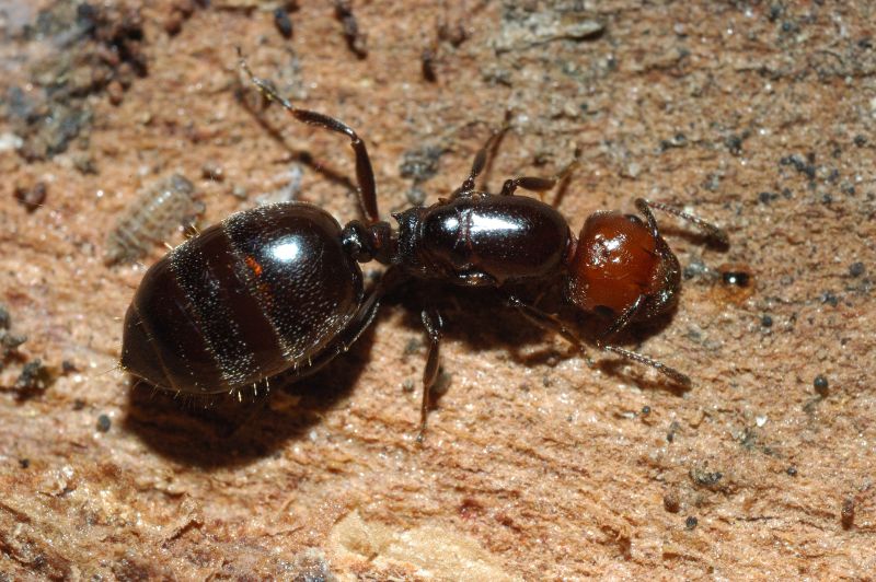 Regina di Crematogaster scutellaris