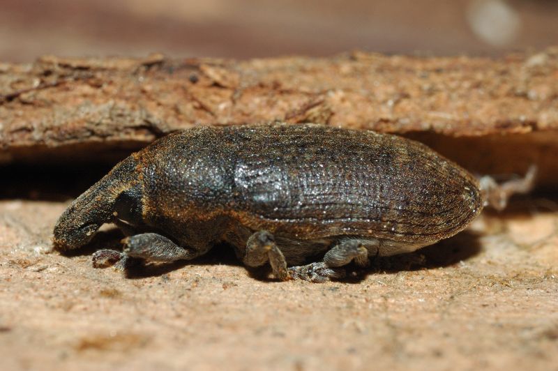 Larinus sp.