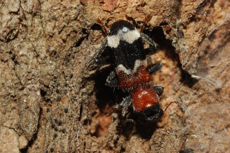 Thanasimus formicarius