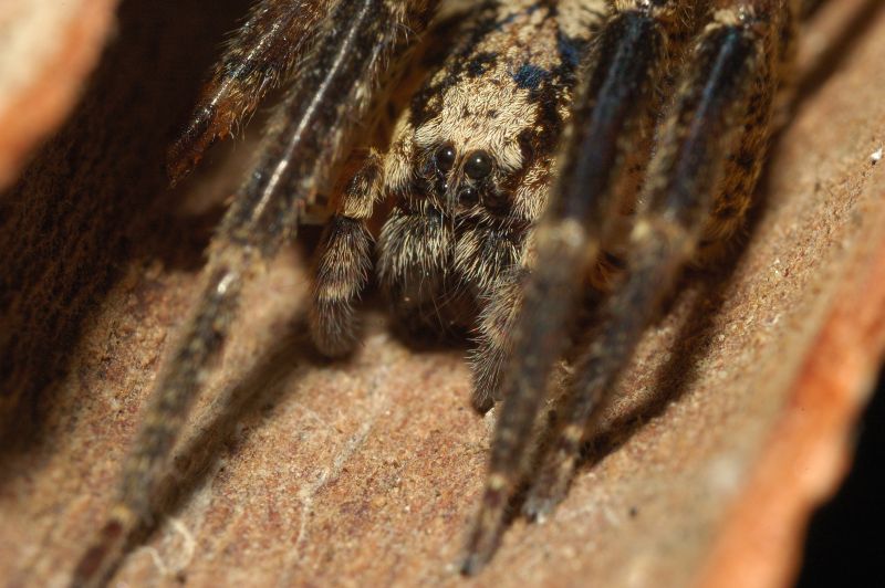 Zoropsis sp.