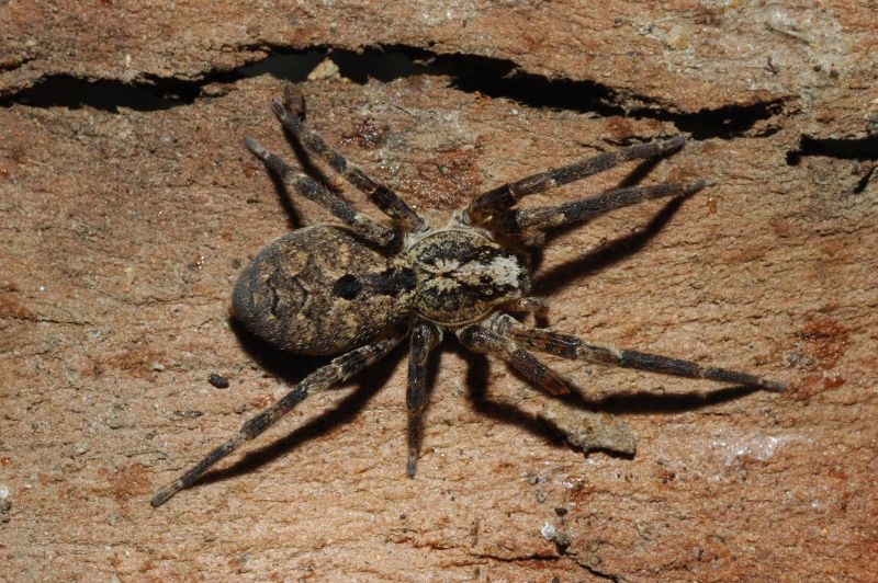 Zoropsis sp.
