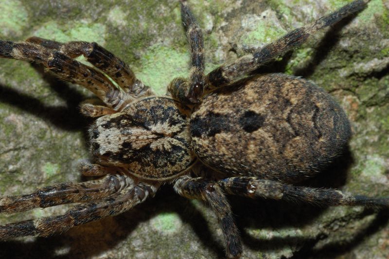 Zoropsis sp.