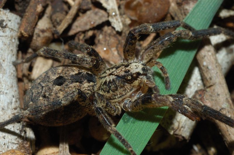 Zoropsis sp.