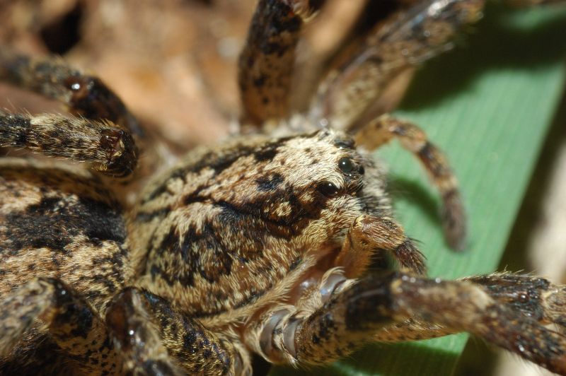 Zoropsis sp.