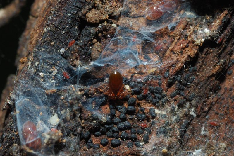Ragnetti rossi; Silhouettella loricatula (Oonopidae)