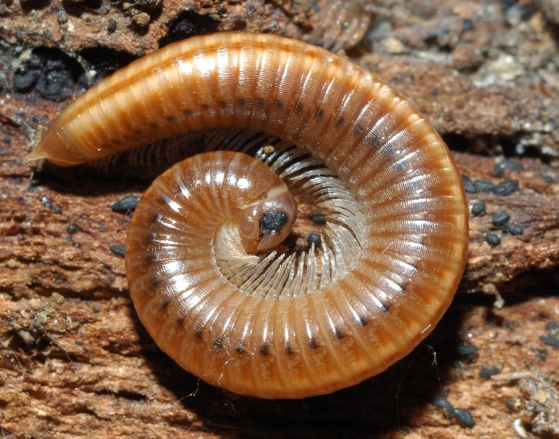 Due diplopodi