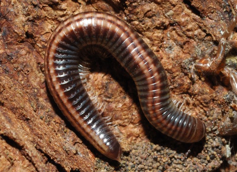 Due diplopodi