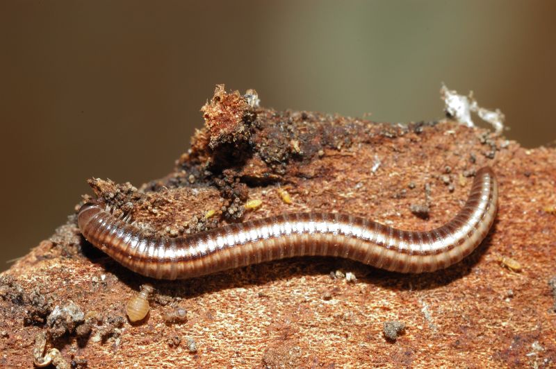 Due diplopodi