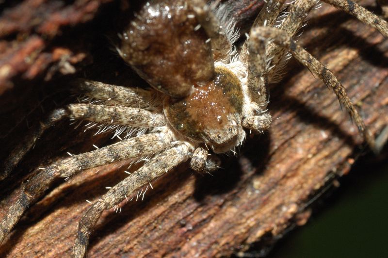 Philodromus margaritatus