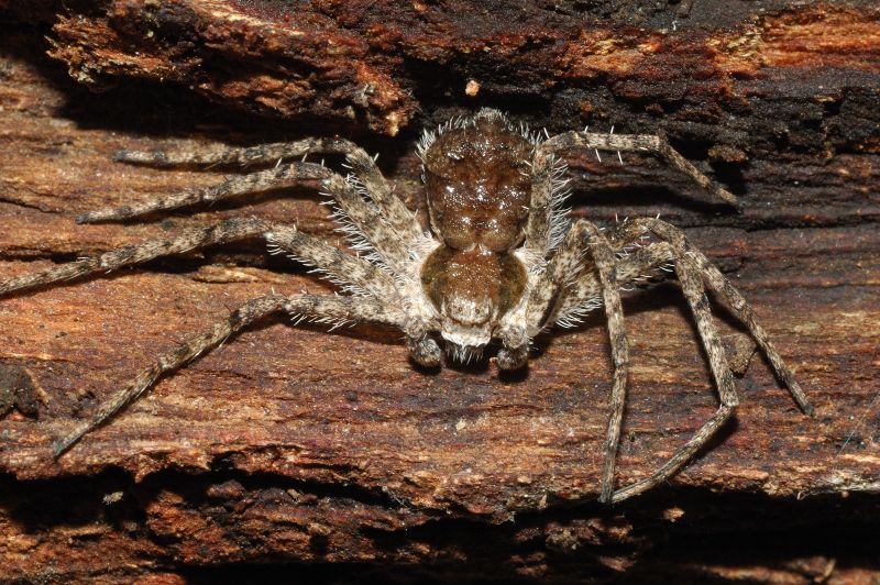 Philodromus margaritatus