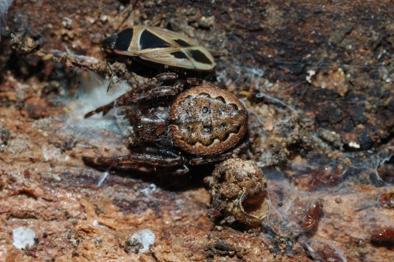 Nuctenea umbratica