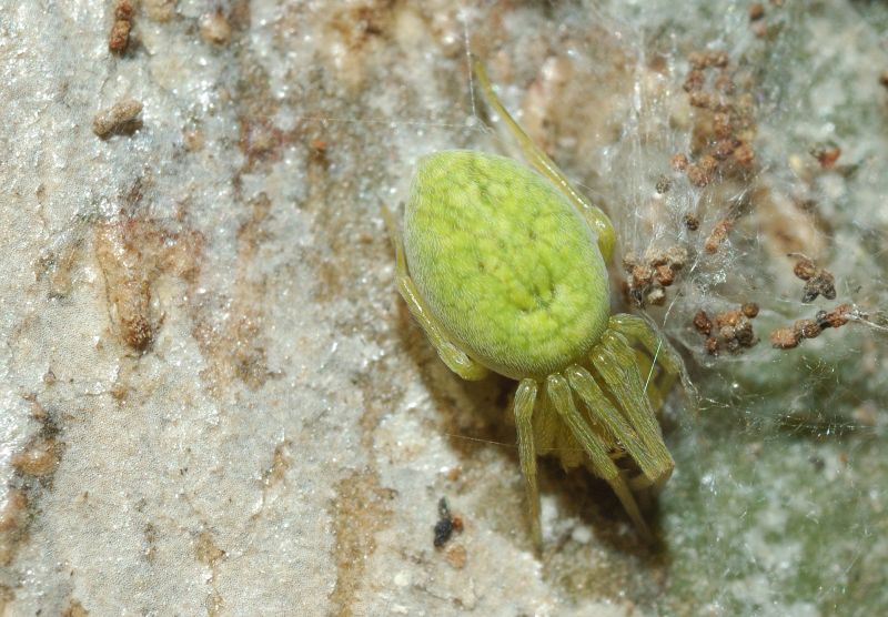 Nigma walckenaeri