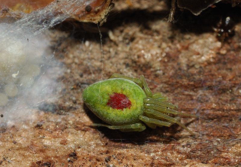 Nigma walkenaeri con macchia rossa