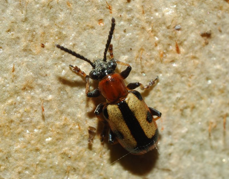 Crioceris paracenthesis