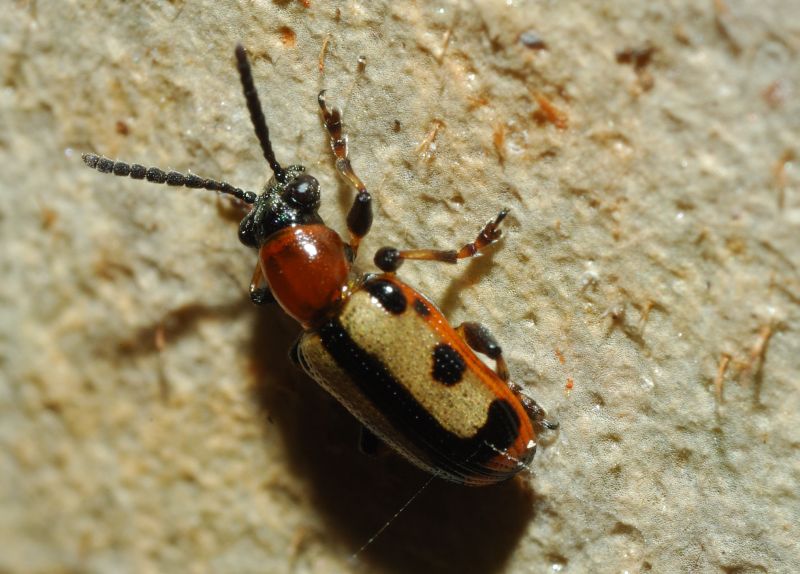 Crioceris paracenthesis