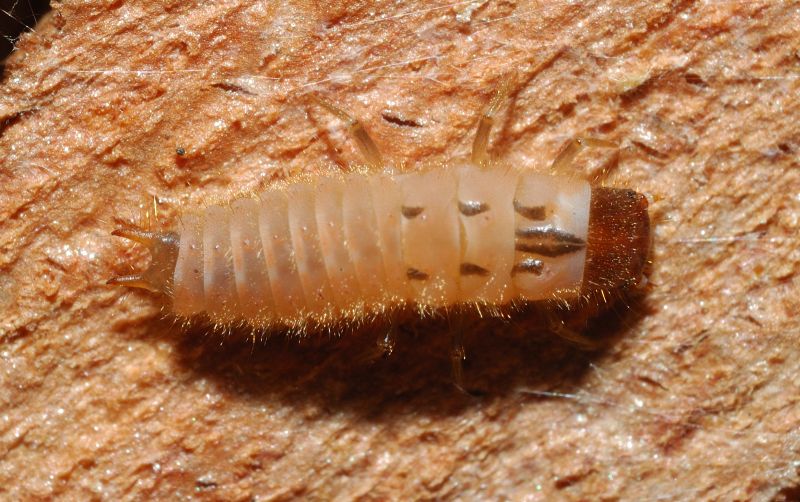 Larva di Malachiidae