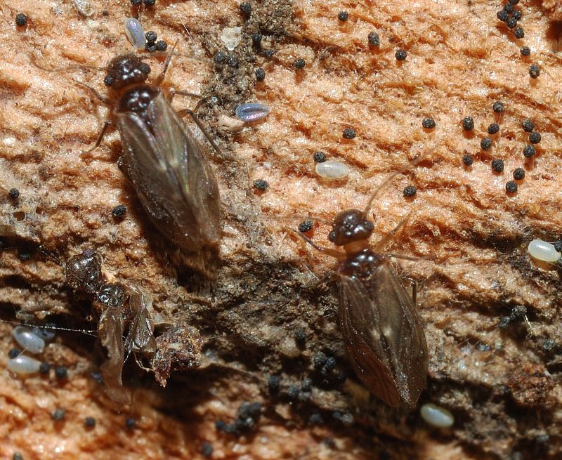Psocoptera: (Peripsocidae genere Peripsocus?)