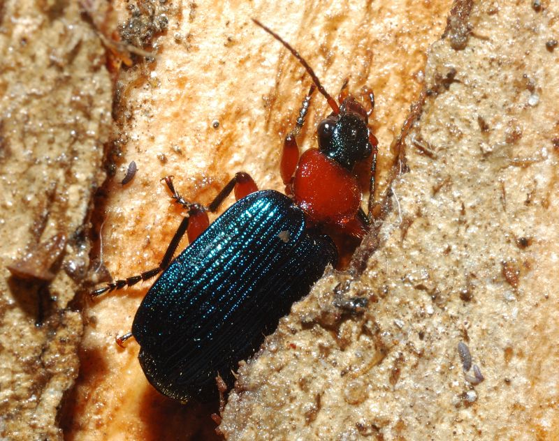 Carabide? s, Lamprias fulvicollis