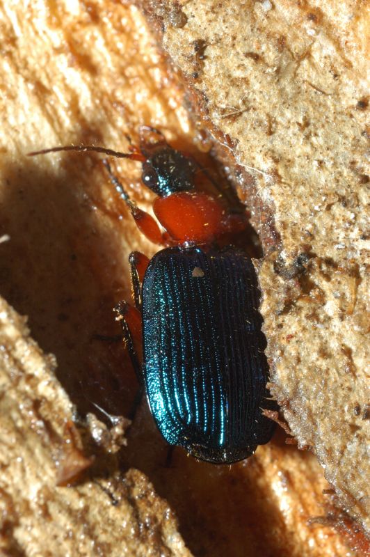 Carabide? s, Lamprias fulvicollis