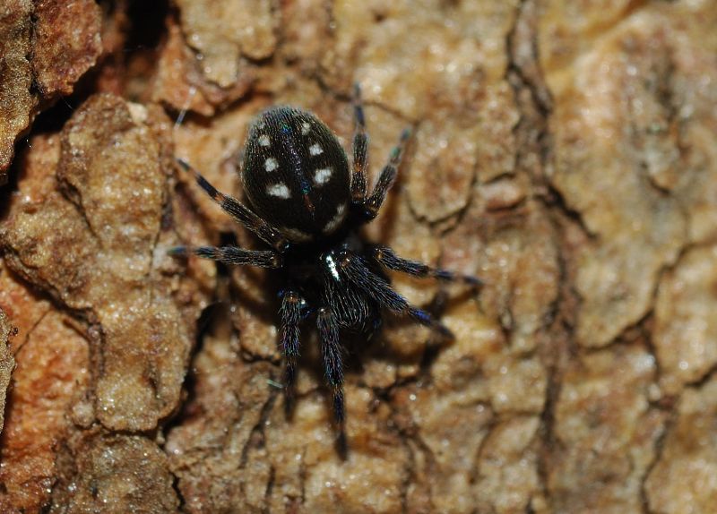 Nurscia albomaculata - Ladispoli (RM), Palidoro (RM)