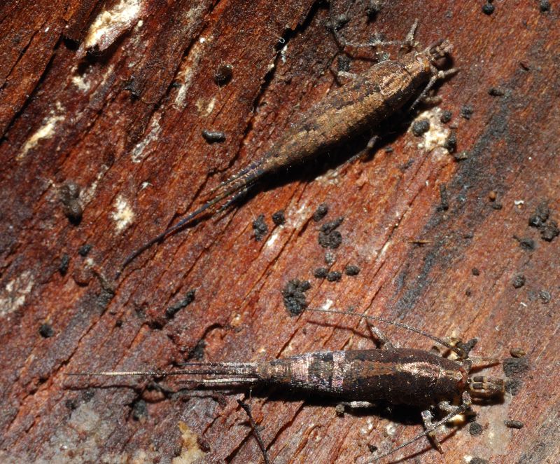 Machilidae: Lepismachilis sp.