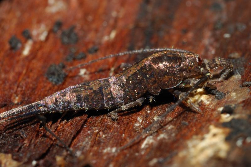 Machilidae: Lepismachilis sp.