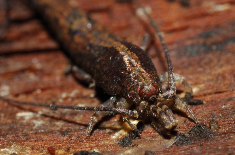 Machilidae: Lepismachilis sp.