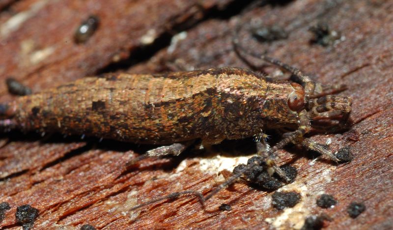 Machilidae: Lepismachilis sp.