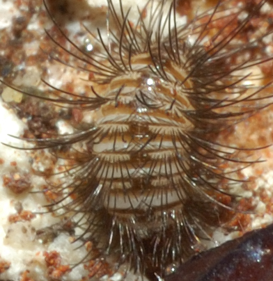 Cos''è? Larva di Dermestidae