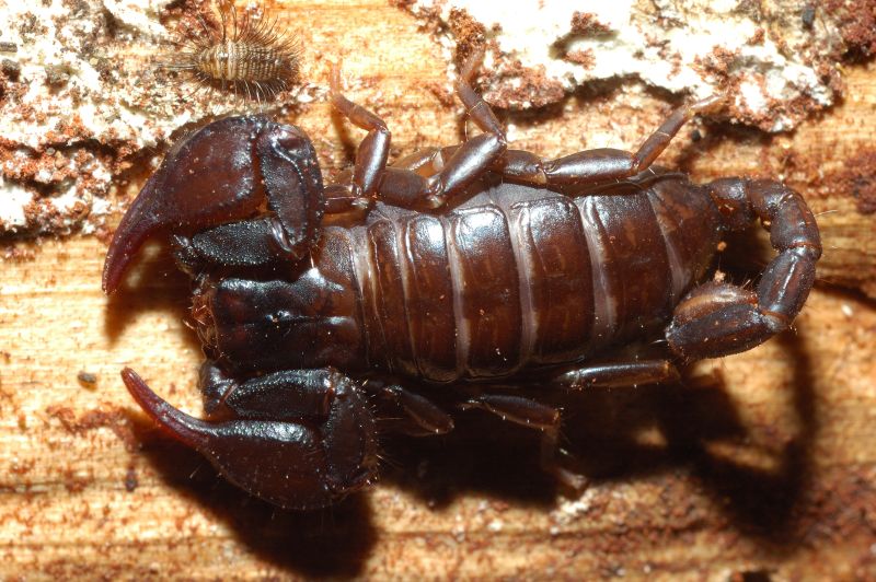 Cos''è? Larva di Dermestidae