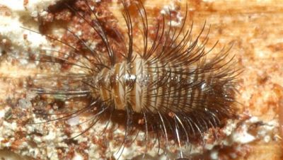 Cos''è? Larva di Dermestidae