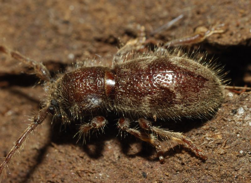 Parmena pubescens pubescens