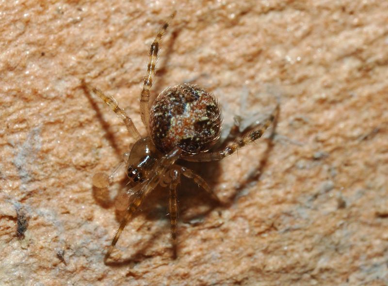 Theridion sp.