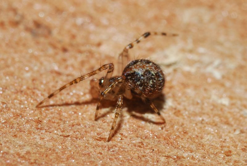 Theridion sp.