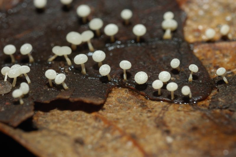 Physarum sp.