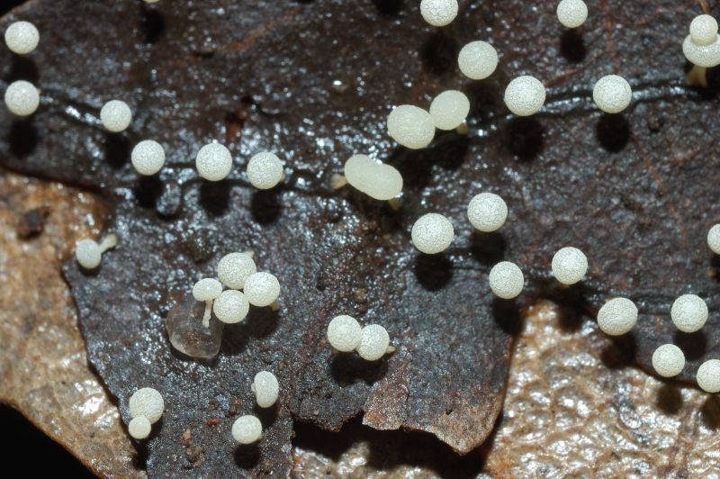 Physarum sp.