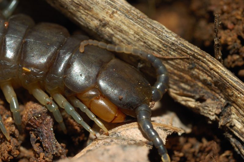 Scolopendra oraniensis