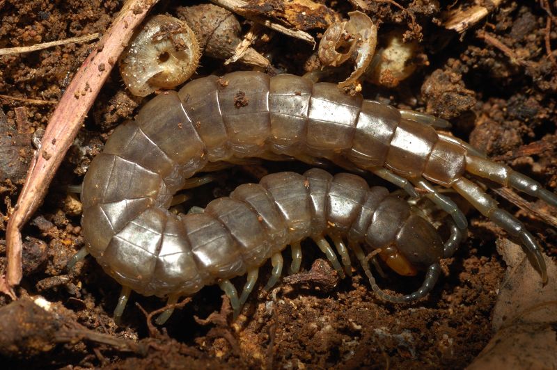 Scolopendra oraniensis