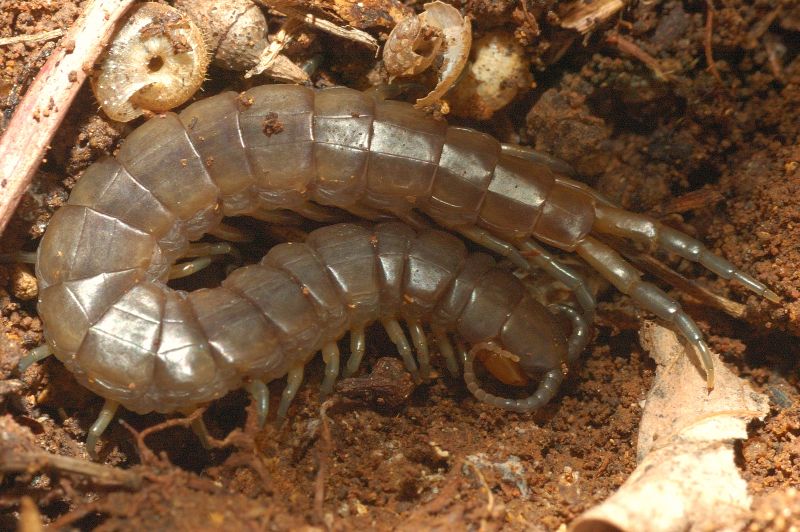 Scolopendra oraniensis