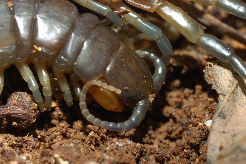 Scolopendra oraniensis