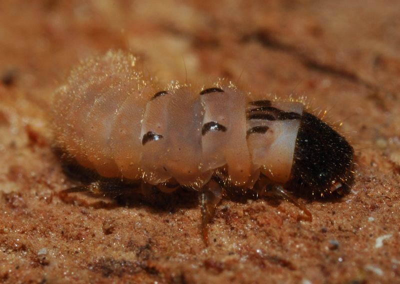 Larva di Malachiidae